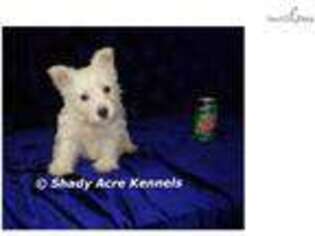 West Highland White Terrier Puppy for sale in Macon, GA, USA