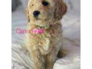 Mutt Puppy for sale in Ashland, KY, USA