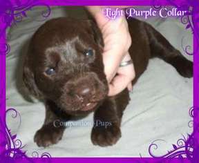 Labradoodle Puppy for sale in WHITWELL, TN, USA