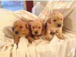 Golden Retriever Puppy for sale in LELAND, IL, USA