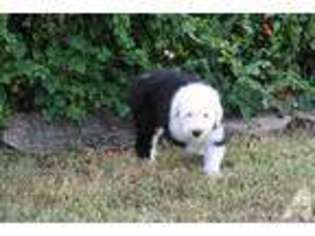 Old English Sheepdog Puppy for sale in SAINT CLOUD, FL, USA