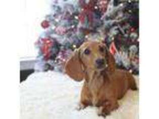 Dachshund Puppy for sale in Pflugerville, TX, USA