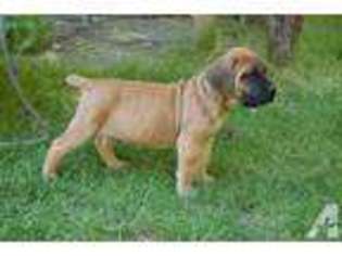 Boerboel Puppy for sale in YAMHILL, OR, USA
