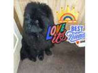 Chow Chow Puppy for sale in Princeton, WV, USA
