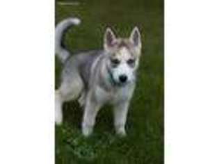 Siberian Husky Puppy for sale in Watertown, NY, USA