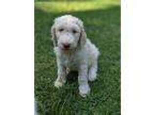Labradoodle Puppy for sale in Thomasville, GA, USA