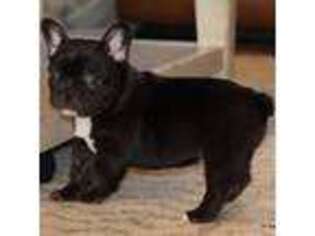 French Bulldog Puppy for sale in Dallas, TX, USA