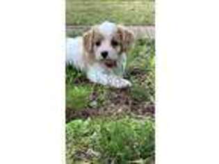 Cavachon Puppy for sale in Greenville, MO, USA