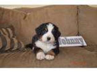 Bernese Mountain Dog Puppy for sale in Wilmore, KS, USA