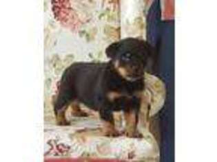 Rottweiler Puppy for sale in Lithonia, GA, USA