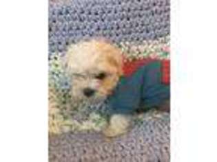 Maltese Puppy for sale in Fairdale, WV, USA
