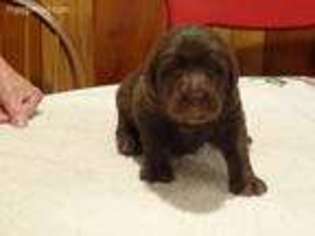 Labradoodle Puppy for sale in Owatonna, MN, USA