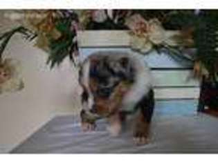 Australian Shepherd Puppy for sale in Blue Ridge, GA, USA