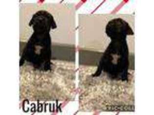 Cane Corso Puppy for sale in Orange City, FL, USA