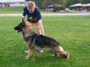 German Shepherd Dog Puppy for sale in Auburn, IL, USA