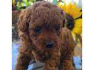 Mutt Puppy for sale in Lancaster, MO, USA