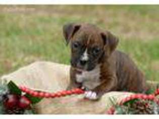 Boxer Puppy for sale in Huntsville, AR, USA