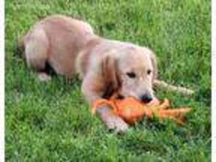 Golden Retriever Puppy for sale in Minerva, OH, USA