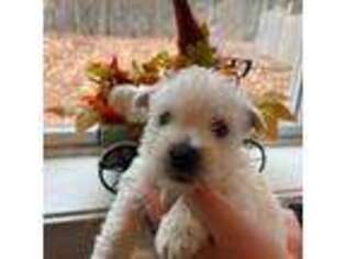 West Highland White Terrier Puppy for sale in Springfield, MA, USA