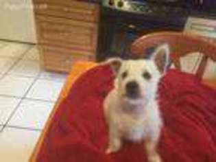 West Highland White Terrier Puppy for sale in Royal Palm Beach, FL, USA