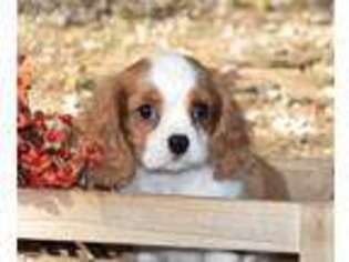 Cavapoo Puppy for sale in Park City, KY, USA