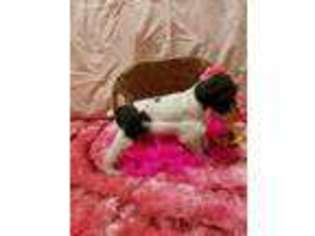 Mutt Puppy for sale in Lusby, MD, USA