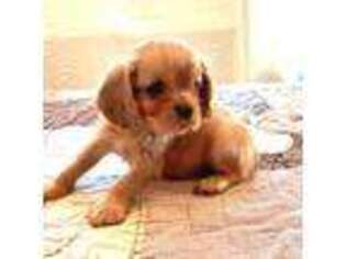 Cavalier King Charles Spaniel Puppy for sale in Brandon, SD, USA