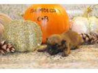 Cairn Terrier Puppy for sale in Central Lake, MI, USA