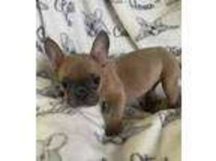 French Bulldog Puppy for sale in Frankfort, KY, USA
