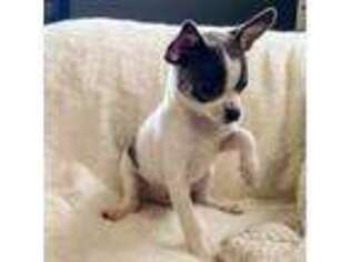 Chihuahua Puppy for sale in Salisbury, PA, USA