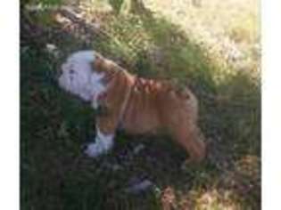 Bulldog Puppy for sale in Muscle Shoals, AL, USA