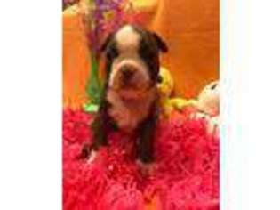 Boston Terrier Puppy for sale in Denison, TX, USA