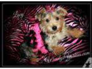 Yorkshire Terrier Puppy for sale in BLOSSOM, TX, USA