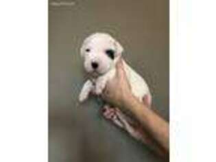 Dogo Argentino Puppy for sale in Waynesville, OH, USA