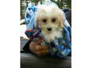Cavapoo Puppy for sale in North Brunswick, NJ, USA