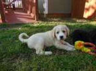 Labradoodle Puppy for sale in Canon, GA, USA
