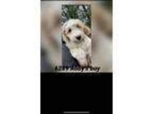 Goldendoodle Puppy for sale in Leavenworth, KS, USA