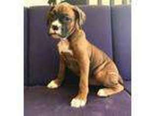 Boxer Puppy for sale in Lexington, KY, USA