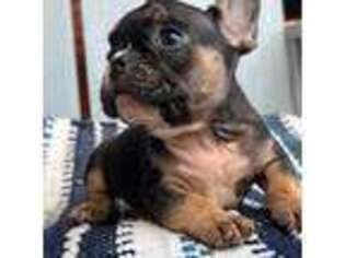 French Bulldog Puppy for sale in Schulenburg, TX, USA