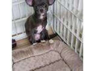 Chihuahua Puppy for sale in West Palm Beach, FL, USA