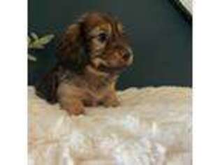 Dachshund Puppy for sale in Locust Grove, GA, USA