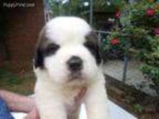 Saint Bernard Puppy for sale in Taylors, SC, USA