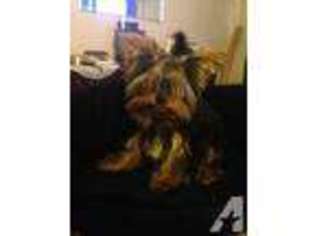 Yorkshire Terrier Puppy for sale in MILL VALLEY, CA, USA
