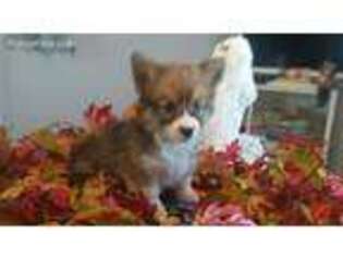 Pembroke Welsh Corgi Puppy for sale in Galion, OH, USA