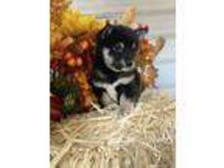 Shiba Inu Puppy for sale in Bolivar, MO, USA