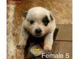 Australian Cattle Dog Puppy for sale in Staunton, VA, USA