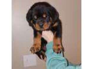 Rottweiler Puppy for sale in Reynoldsburg, OH, USA