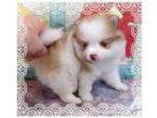 Pomeranian Puppy for sale in BRANDON, FL, USA