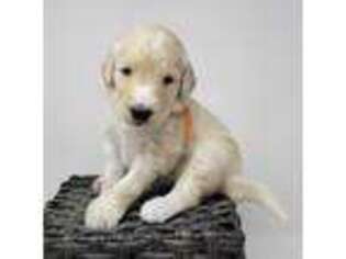 Goldendoodle Puppy for sale in Eugene, OR, USA