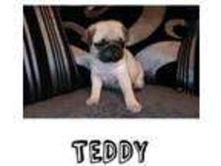 Pug Puppy for sale in London, Greater London (England), United Kingdom